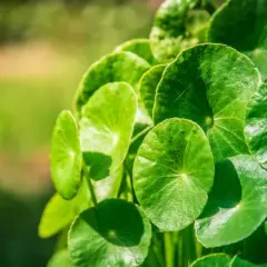 Zielone, okrągłe liście rośliny, znanej z licznych gotu kola właściwości.