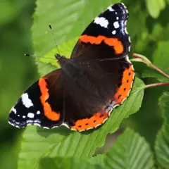 Ein Admiral Schmetterling ruht auf einem grünen Blatt, seine Flügel zeigen leuchtendes Orange, Schwarz und Weiß.
