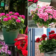Pelargonia Calliope w donicach zdobi letni taras. Krwistoczerwone i różowe kwiaty tworzą barwne kompozycje.