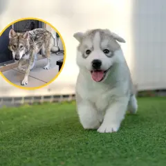 Szczeniaki husky co jedzą? Unikaj tych szkodliwych pokarmów!