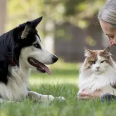 Una mujer sonríe a un gato mientras un perro, como un etólogo canino observando, yace cerca en la hierba.