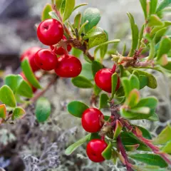 Grappoli di bacche rosse brillanti di uva ursina su un ramo verde, con muschio sullo sfondo.