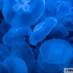 Meduzy w Bałtyku parzą? Poznaj gatunki i pierwszą pomoc!