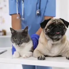Veterinario Zaragoza: Encuentra la mejor atención para tu mascota