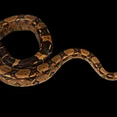 Una boa constrictor amarilla, con su cuerpo enroscado y patrones marrones, se desliza sobre fondo negro.