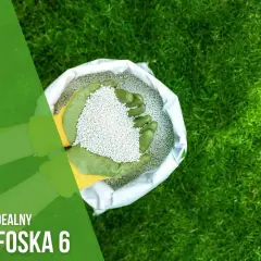 Ręce w zielonych rękawiczkach trzymają nawóz polifoska na trawnik. Idealny do pielęgnacji zieleni.