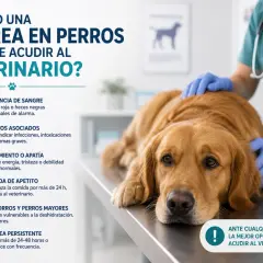Un veterinario examina a un perro con diarrea. La imagen enumera señales de alerta como sangre, vómitos, apatía, pérdida de apetito y diarrea persistente.