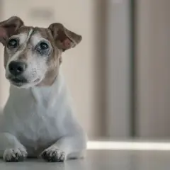 Ein älterer Jack Russell Terrier liegt entspannt auf dem Boden. Wie alt werden Jack Russell Terrier? Sie können bis zu 15 Jahre alt werden.