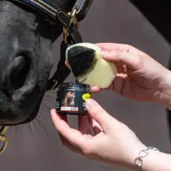 Ein schwarzes Pferd wird mit einem Schwamm und schwarzer Farbe für das Kinderschminken vorbereitet.