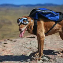 Chien aventurier avec lunettes de vol et sac à dos bleu, prêt pour une randonnée. Sa robe brune se fond dans le paysage rocheux.