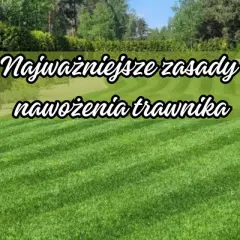 Zadbany trawnik to efekt stosowania nawozów mineralnych. Poznaj najważniejsze zasady nawożenia trawnika, by cieszyć się jego zielenią.