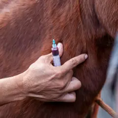 Dłoń z igłą strzykawki przy skórze konia, sugerujące bąk bydlęcy ukąszenie i potencjalne leczenie.