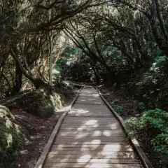 Sendero de madera en un bosque frondoso, ideal para gemakkelijke wandelingen tenerife. La luz del sol se filtra entre las ramas.