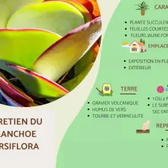 Gros plan sur les feuilles charnues et bordées de rouge d'un Kalanchoe thyrsiflora, plante succulente aux caractéristiques uniques.