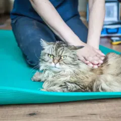 Katze mit Spondylose erhält eine sanfte Massage auf einer Matte.