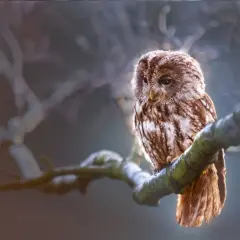 Sowa siedząca na gałęzi drzewa, z piórami w odcieniach brązu i bieli.