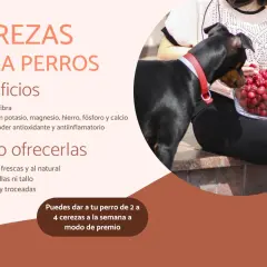 Un perro negro mira un tazón de cerezas. La imagen explica que sí, pueden comer cerezas los perros, con moderación.