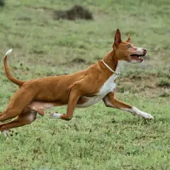 Ein Podenco Andaluz rennt über eine grüne Wiese, die Ohren aufgestellt, die Zunge herausgestreckt.