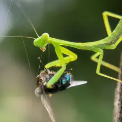 Grüne Gottesanbeterin in Deutschland fängt eine Fliege. Ein faszinierender Moment der Natur.