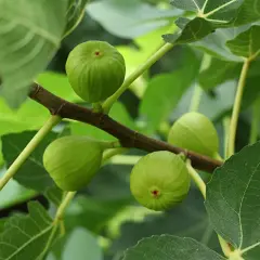 Fichi verdi acerbi su un ramo, con foglie lussureggianti. Speriamo che non ci siano malattie per questi fichi d'India.