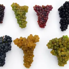 Siedem kiści winogron: ciemne, zielone, czerwone, czarne, granatowe, złote i jasnozielone. Idealne do produkcji wina, w tym pysznego vino rosso.