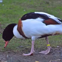 Kaczka norowa krzyżówka z czarną głową i brązowym pasem na piersi, z żółtą obrączką na nodze, szuka pożywienia na trawiastym podłożu.
