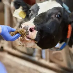 Mano enguantada ofrece heno a una vaca, cuidando la salud animal y previniendo la tuberculosis bovina.