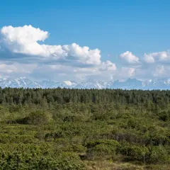 Zielony bór na czerwonem tle górskich szczytów, pokrytych śniegiem. Niebo błękitne z białymi chmurami.
