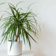 Un dracaena aux feuilles vertes et fines dans un pot blanc. Un guide pour l'entretien de votre dracaena.