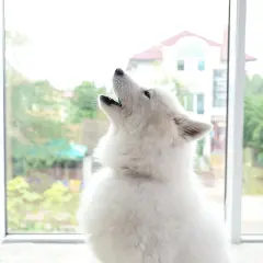 A fluffy white dog howls at a siren, a common behavior for dogs.