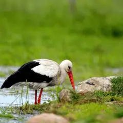 Bocian biały z czerwonym dziobem pochyla się nad kamieniem na tle zielonej łąki.