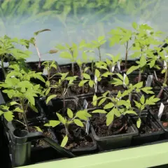 Jeunes plants de tomates prêts à être repiqués. Le moment idéal pour savoir quand planter tomates est arrivé, avec ces jeunes pousses vertes et vigoureuses.