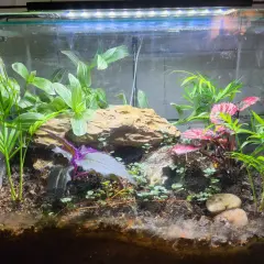 Przerób akwarium na terrarium: Poradnik krok po kroku DIY