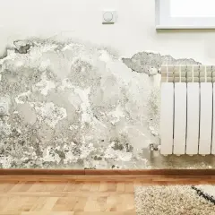 Grzyb i pleśń na ścianie obok grzejnika i gniazdka elektrycznego.