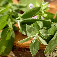 Frische Salbeiblätter mit zarten lila Blüten. Die Salbeitee Wirkung ist bekannt für ihre entzündungshemmenden Eigenschaften.