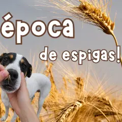 ¡Época de espigas! Un perro blanco y negro curioso olfatea unas espigas de trigo mientras unas manos le ofrecen más.