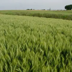 Champ de blé de printemps verdoyant s'étendant à perte de vue, avec des coquelicots rouges et un arbre solitaire à l'horizon.