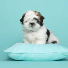 Uroczy szczeniak shih tzu na poduszce. Podstawy jak wychować szczeniaka tej rasy.