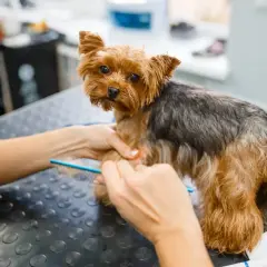 Yorkshire terrier z kołtunami na łapach jest czesany przez groomera.