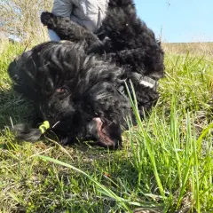 Czarny pies leży na trawie, słychać bulgotanie w brzuchu, próbuje jeść trawę.