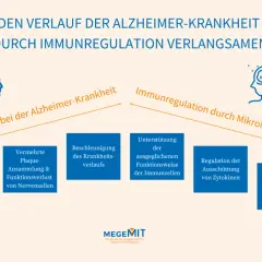 Grafik zeigt, wie Immunregulation den Verlauf von Alzheimer verlangsamen kann, von gestörten Immunzellen zu Schutz von Nervenzellen.