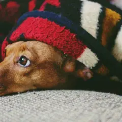 Un perro miedoso se esconde bajo una manta a rayas, con los ojos muy abiertos y alerta.
