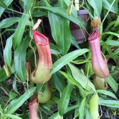 Plantes carnivores Nepenthes alata aux urnes rouges et vertes, suspendues parmi des feuilles luxuriantes.