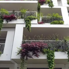 Wieloletnie pnącza na balkon: wybierz gatunek i stwórz zieloną oazę