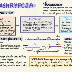 Schemat transkrypcji: inicjacja, elongacja, terminacja. Eukarioty: obróbka pre-mRNA, splicing. **Positivum dawkowanie** w procesie syntezy białek.