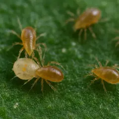 Nahaufnahme von Raubmilben auf einem grünen Blatt. Ihr raues Aussehen und ihre winzigen Beine sind gut erkennbar.