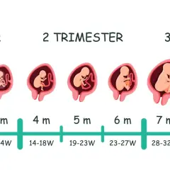 Entwicklung des Fötus von 1 bis 9 Monaten, zeigt verschiedene schwangerschaftswochen und monate.