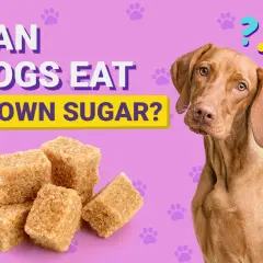 A curious dog looks at a pile of brown sugar cubes, with the text "Can dogs eat brown sugar?" above.