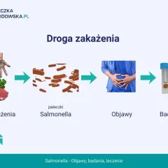 Droga zakażenia Salmonellą: od surowego mięsa, przez pałeczki, objawy bólu brzucha, po badanie kału.