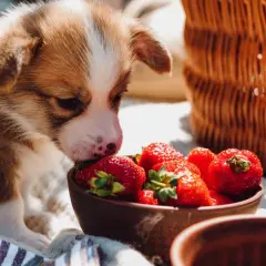 Cachorro Corgi olfateando fresas en un cuenco, parte de una dieta barf perros casera. Cesta de mimbre al fondo.